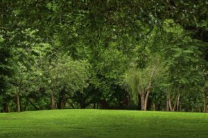 green, Landscapes, Nature, Trees, Grass, Parks