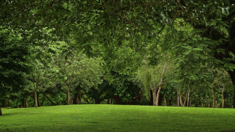 green, Landscapes, Nature, Trees, Grass, Parks HD Wallpaper Desktop Background