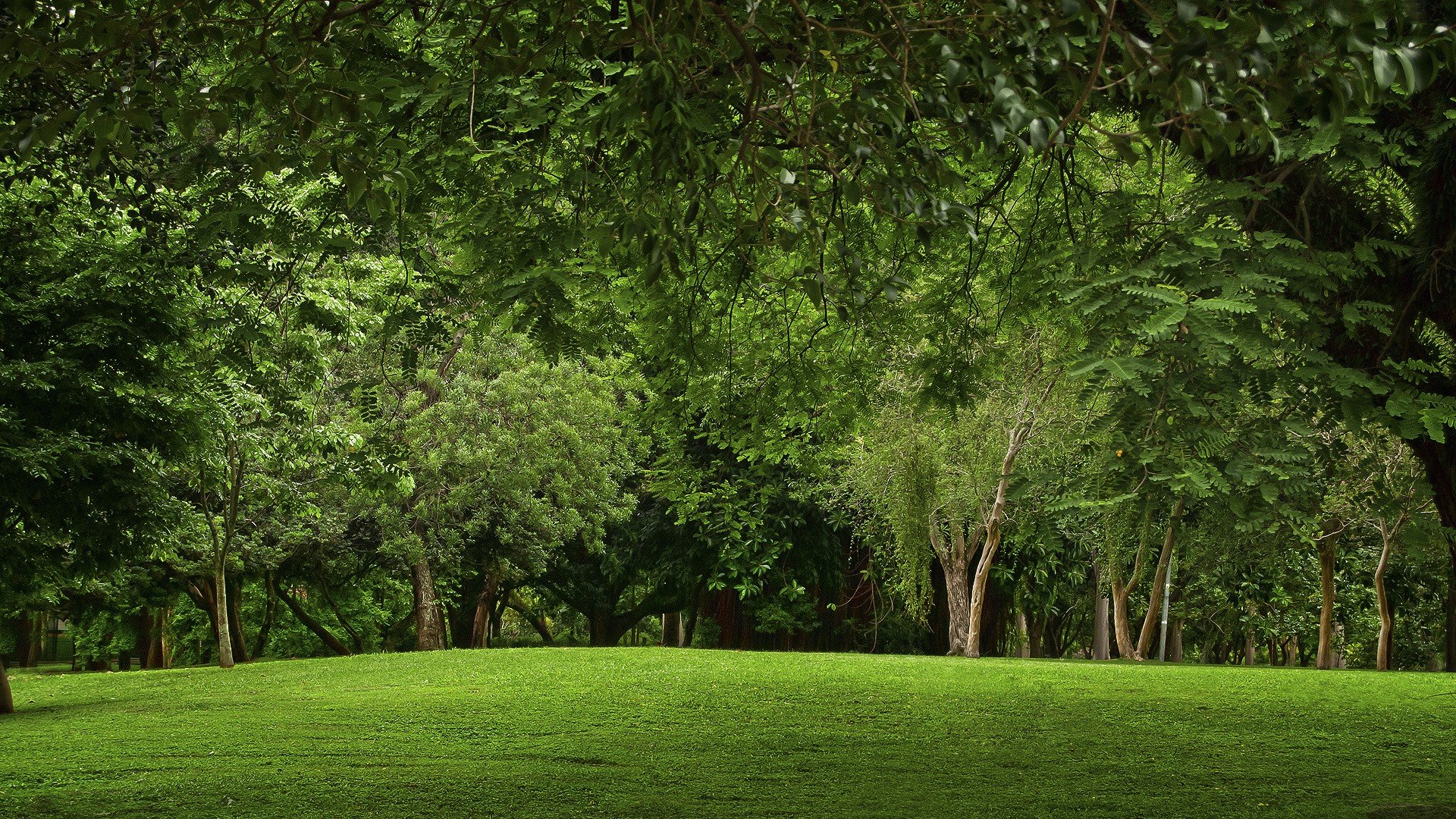 green, Landscapes, Nature, Trees, Grass, Parks Wallpaper