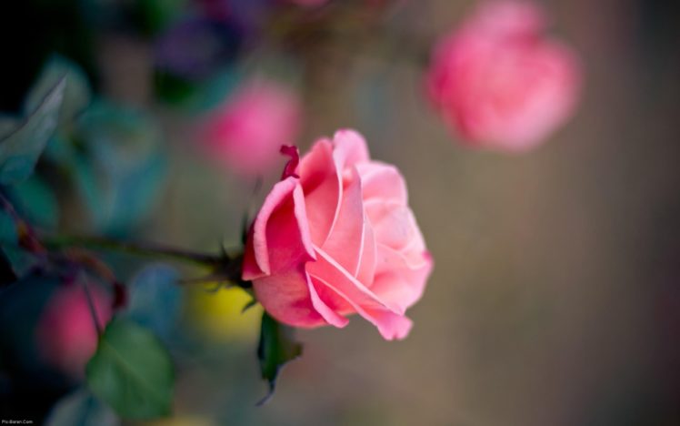 rose, Flower HD Wallpaper Desktop Background