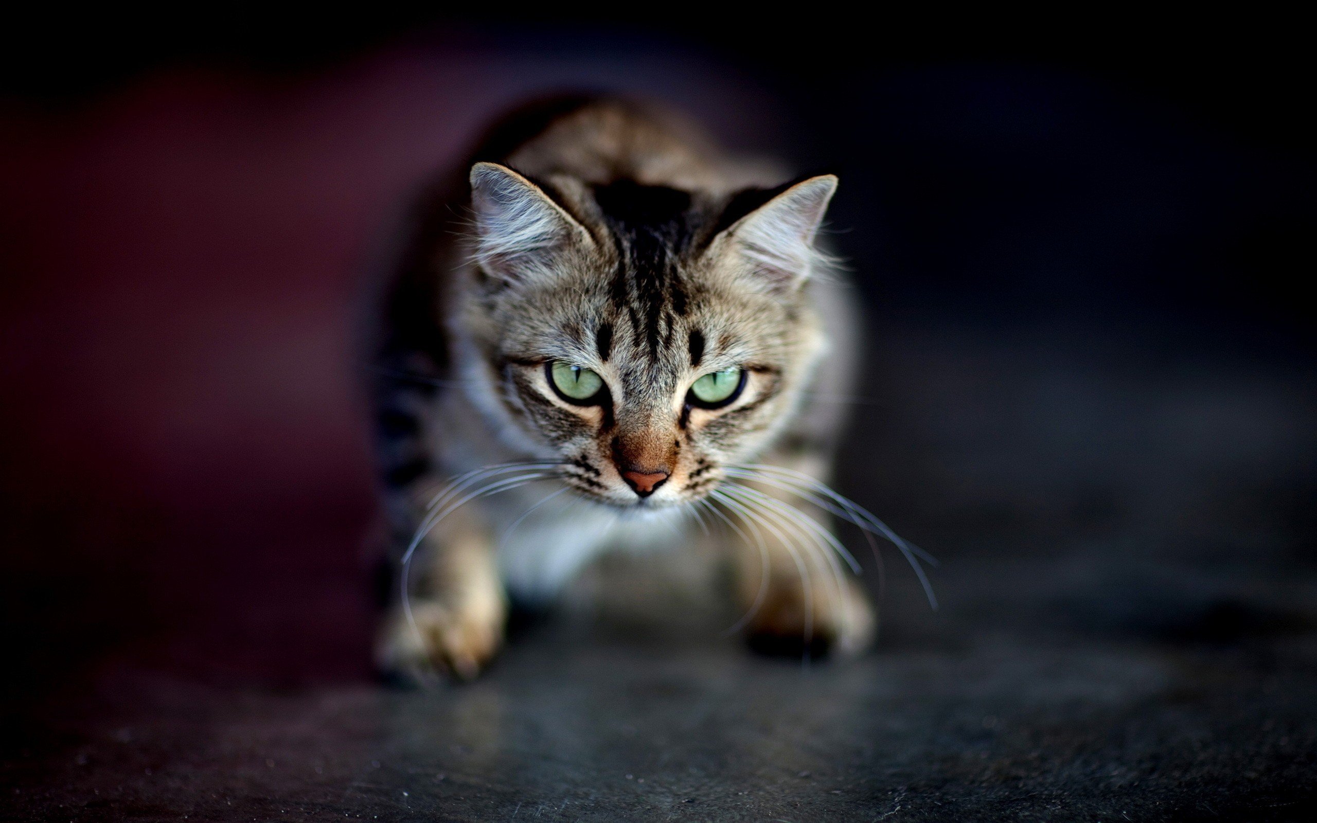 cats, Animals, Green, Eyes Wallpaper