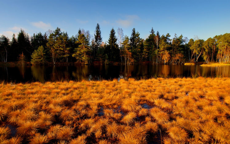 nature, Landscapes, Fields, Marsh, Wet, Tundra, Gold, Plants, Grass, Lakes, Rivers, Refection, Trees, Forest, Sky, Color, Autumn, Fall, Seasons, Leaves HD Wallpaper Desktop Background