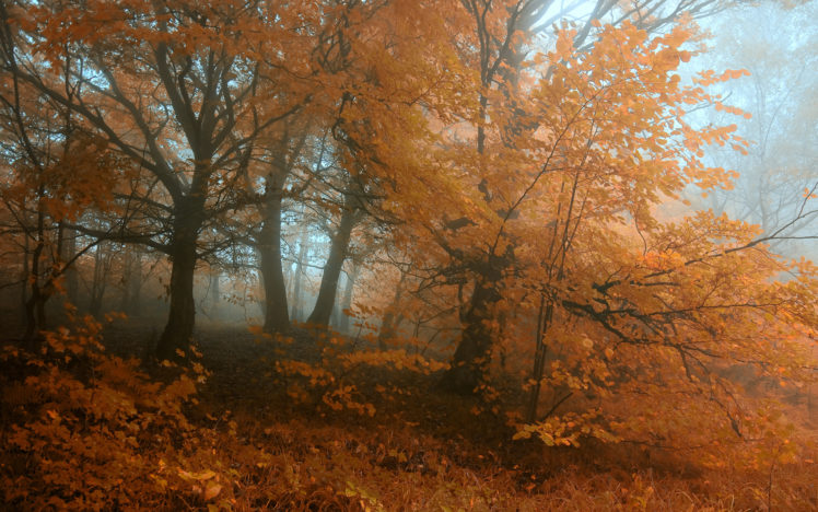nature, Landscapes, Trees, Forests, Leaves, Color, Fog, Mist, Haze, Autumn, Fall, Seasons, Plants, Grass, Dew HD Wallpaper Desktop Background