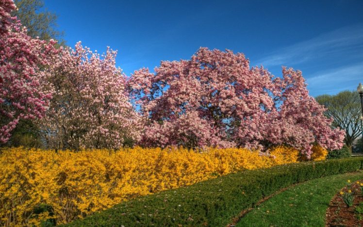 nature, Cherry, Blossoms HD Wallpaper Desktop Background