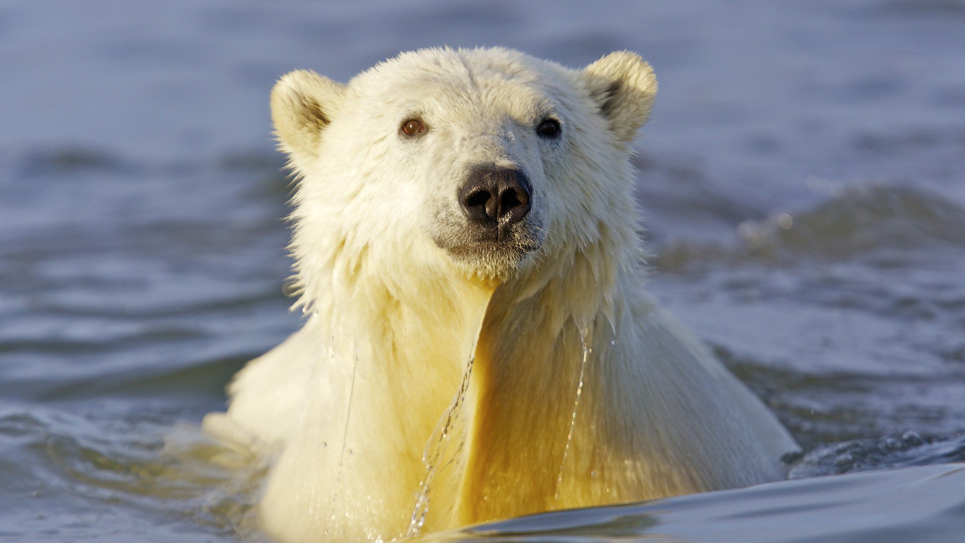animals, Alaska, Polar, Bears Wallpaper