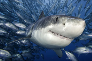 animals, Sharks, Fishes, Water, Underwater, Sea, Life, Ocean, Swim, Tropical, Predator, Teeth, Fangs, Face