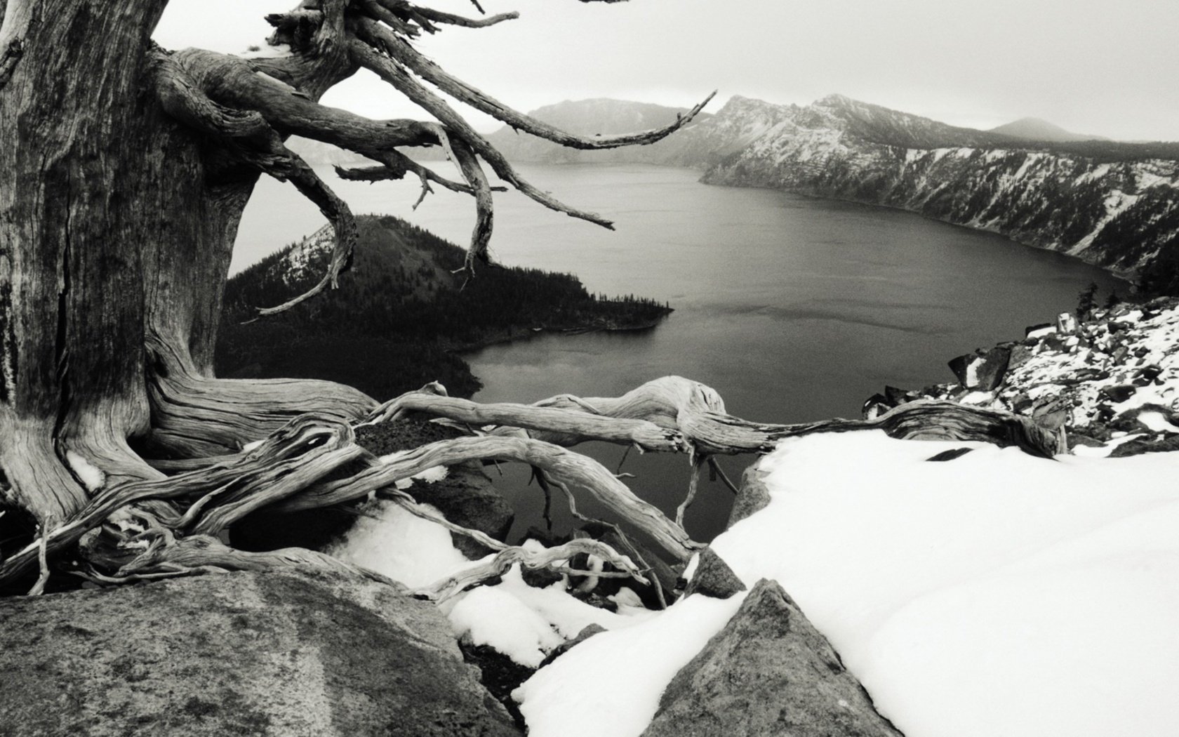 trees, Grayscale Wallpaper