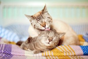 cats, Animals, Licking, Closed, Eyes, Fabric
