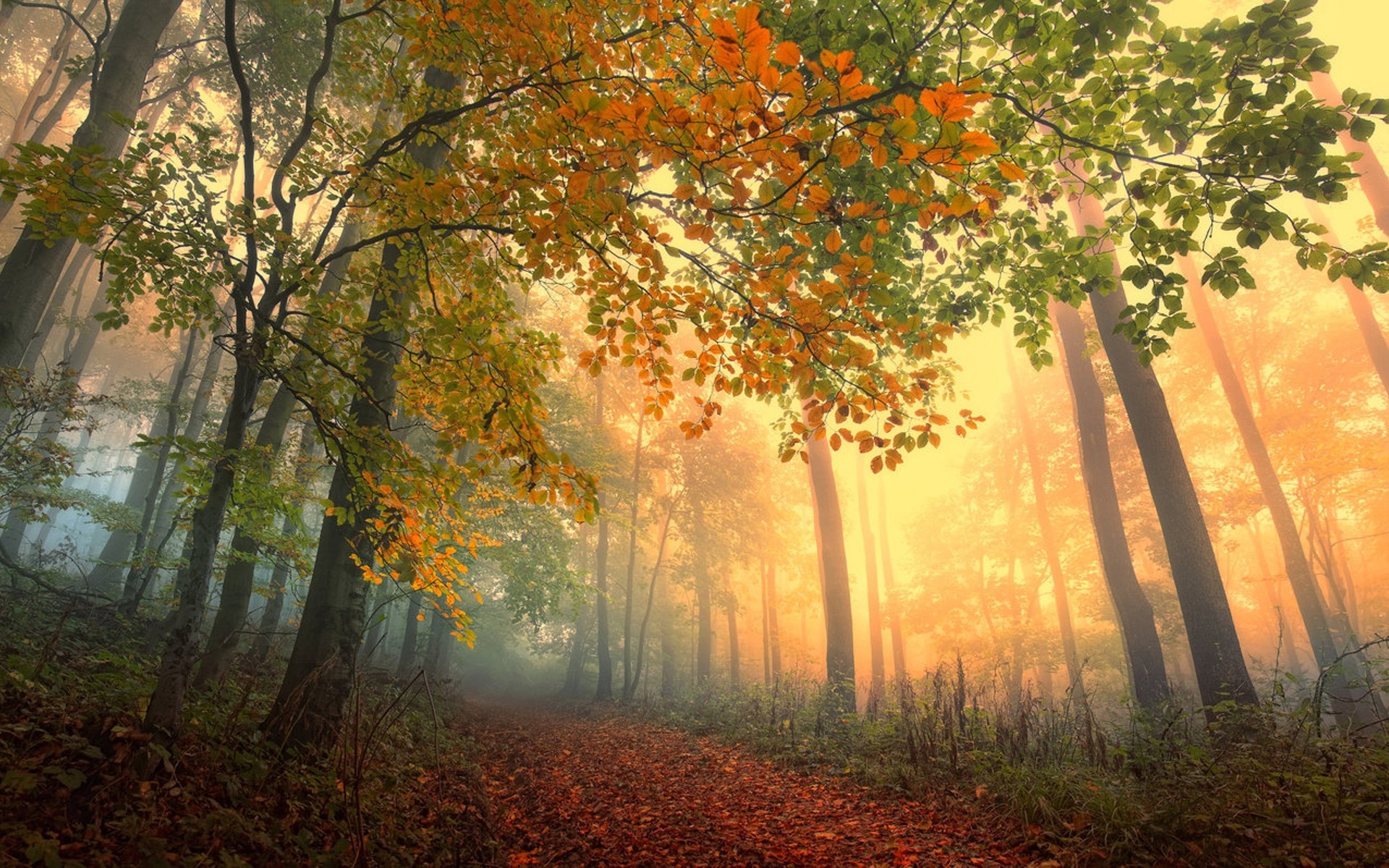nature, Landscapes, Trees, Forest, Leaves, Path, Roads, Color, Autumn, Fall, Seasons, Sunlight, Light, Fog, Haze, Mist, Vapor, Scenic Wallpaper