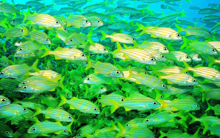 animals, Fishes, Fins, Underwater, Sea, Ocean, Tropical, Sealife, Life, Water, Liquid, Color, Bright HD Wallpaper Desktop Background