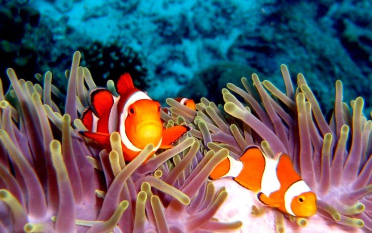 clownfish, Sea, Anemones, Tropical, Animals, Fishes, Reef, Coral, Ocean, Sea, Sealife, Life, Underwater, Water, Stipes, Pattern HD Wallpaper Desktop Background