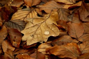 autumn, Leaves, Fallen, Leaves