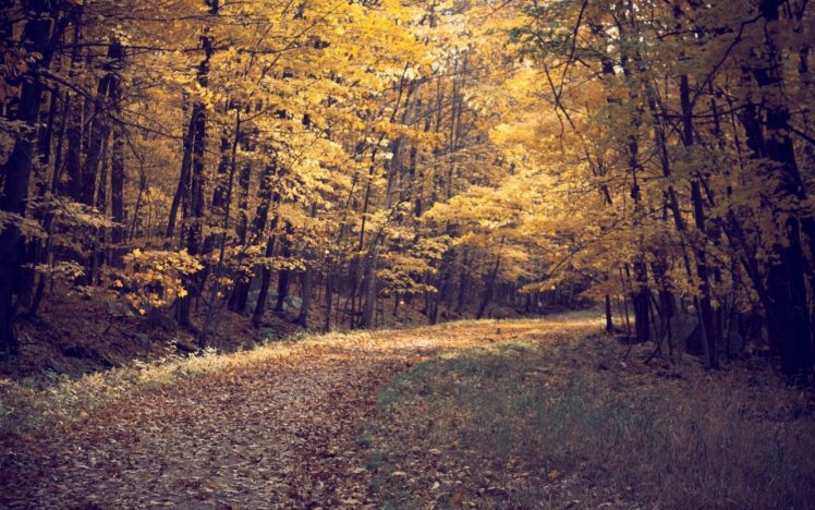 leaves, Paths, Fallen, Leaves HD Wallpaper Desktop Background