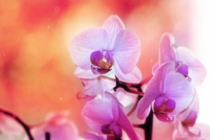 violet, Flowers