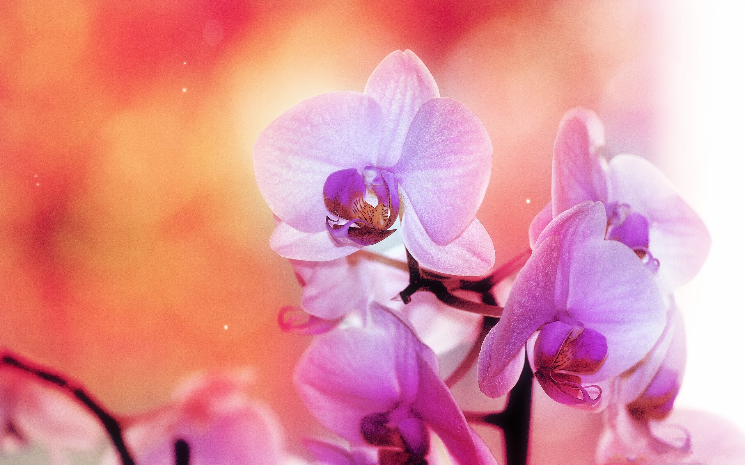 violet, Flowers Wallpaper