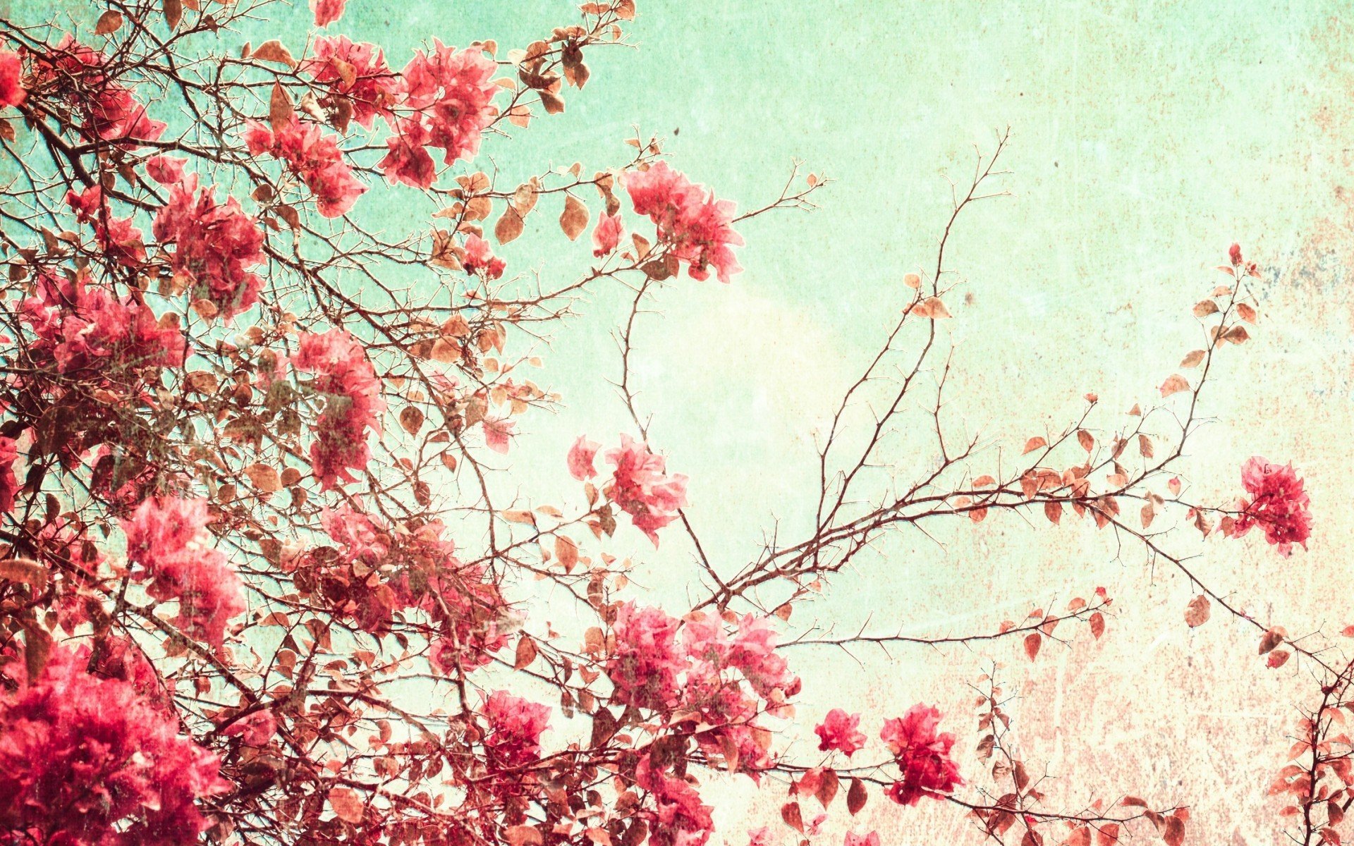 nature, Trees, Blossoms, Branches Wallpaper