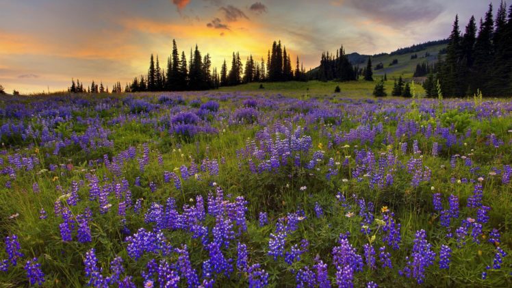 forests, Silver, Trail, Washington, Mount, Rainier HD Wallpaper Desktop Background