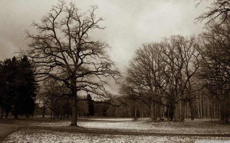nature, Winter, Trees, Parks HD Wallpaper Desktop Background