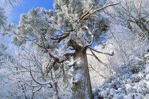 japan, Snow, Trees, Flowers, Snow, Landscapes