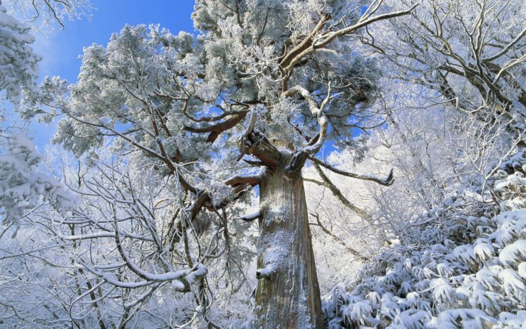japan, Snow, Trees, Flowers, Snow, Landscapes HD Wallpaper Desktop Background