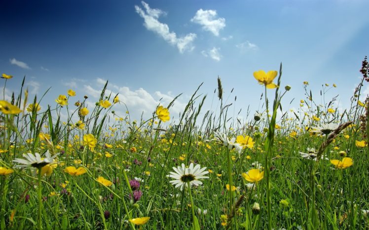 landscapes, Flowers, Spring HD Wallpaper Desktop Background