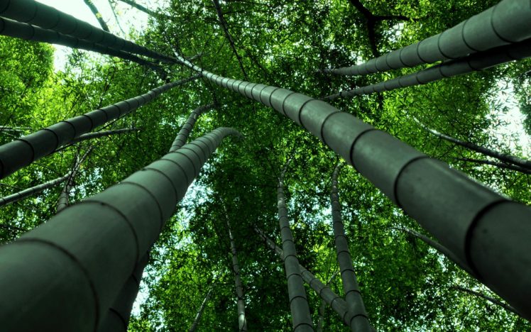 bamboo, Natures, Trees, Forests, Green, Plants, Leaves, Leaf, Trunk, Stalk HD Wallpaper Desktop Background