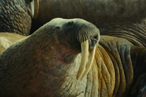 to, The, Arctic, 3d, Walrus, Tusks, Animals, Other, Whiskers, Sealife, Wild, Life, Life, Face, Eyes