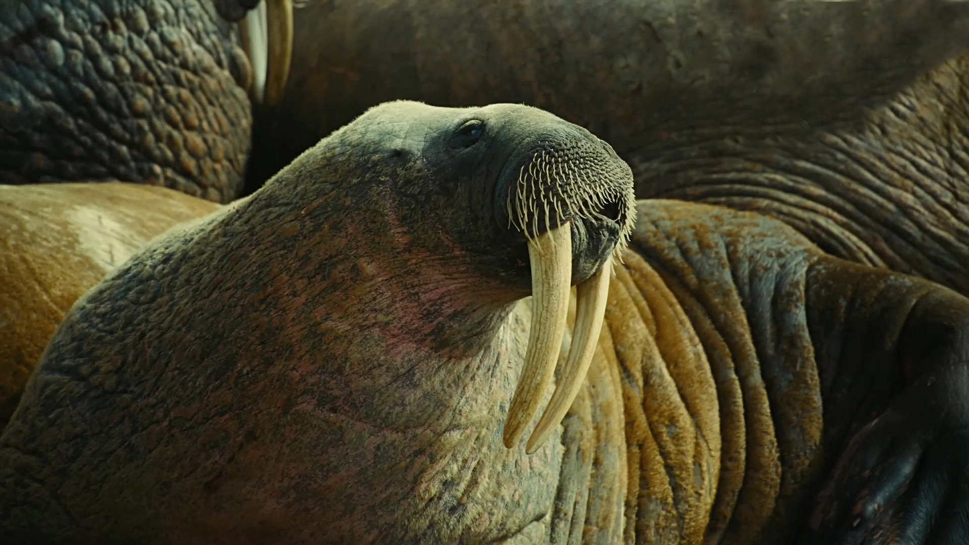 to, The, Arctic, 3d, Walrus, Tusks, Animals, Other, Whiskers, Sealife, Wild, Life, Life, Face, Eyes Wallpaper