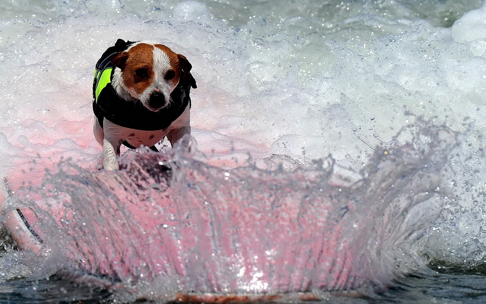 animals, Dogs, Canines, Humor, Funny, Situations, Sports, Surfing, Waves, Ocean, Sea, Bubbles, Foam, Sparkle, Drops Wallpaper