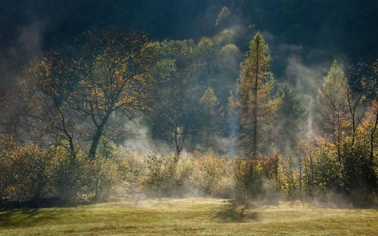 trees, Forests HD Wallpaper Desktop Background