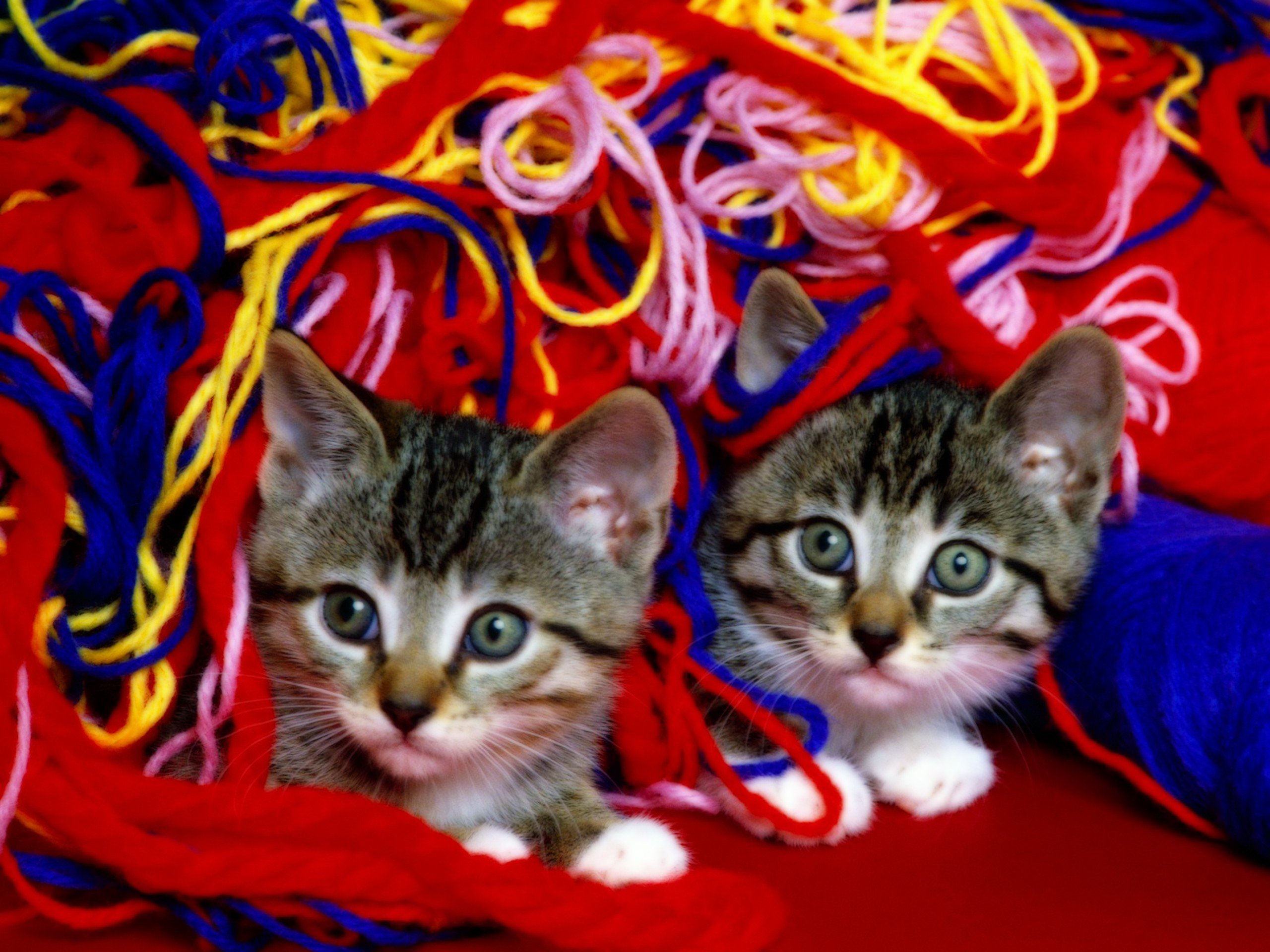 cats, Animals Wallpaper