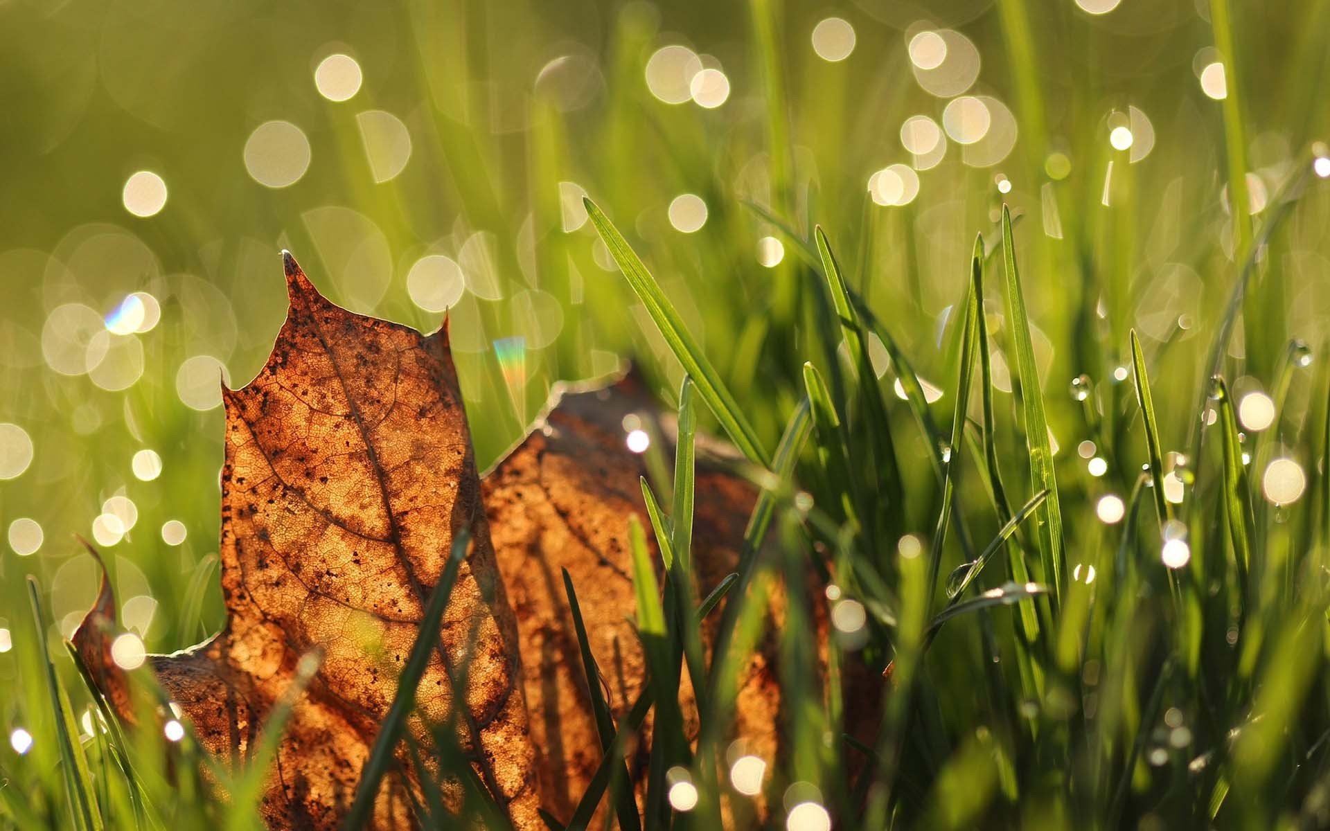 leaves, Grass Wallpaper