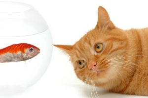 animals, Fishes, Cats, Felines, Face, Eyes, Humor, Funny, Cute, Contrast, Color