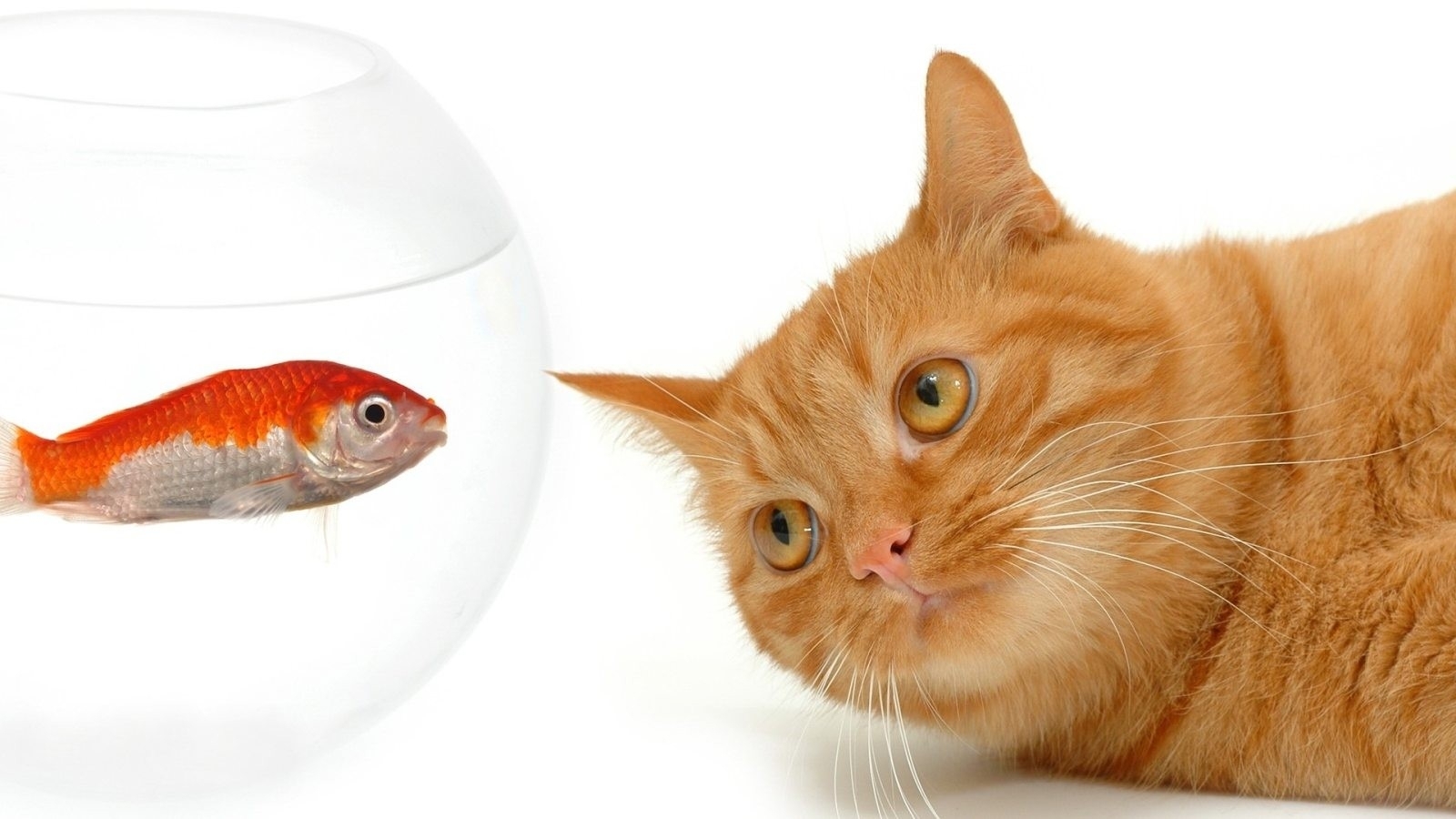 animals, Fishes, Cats, Felines, Face, Eyes, Humor, Funny, Cute, Contrast, Color Wallpaper
