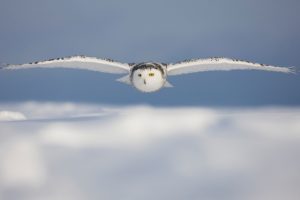 white, Owl, Flight