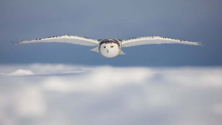 white, Owl, Flight HD Wallpaper Desktop Background