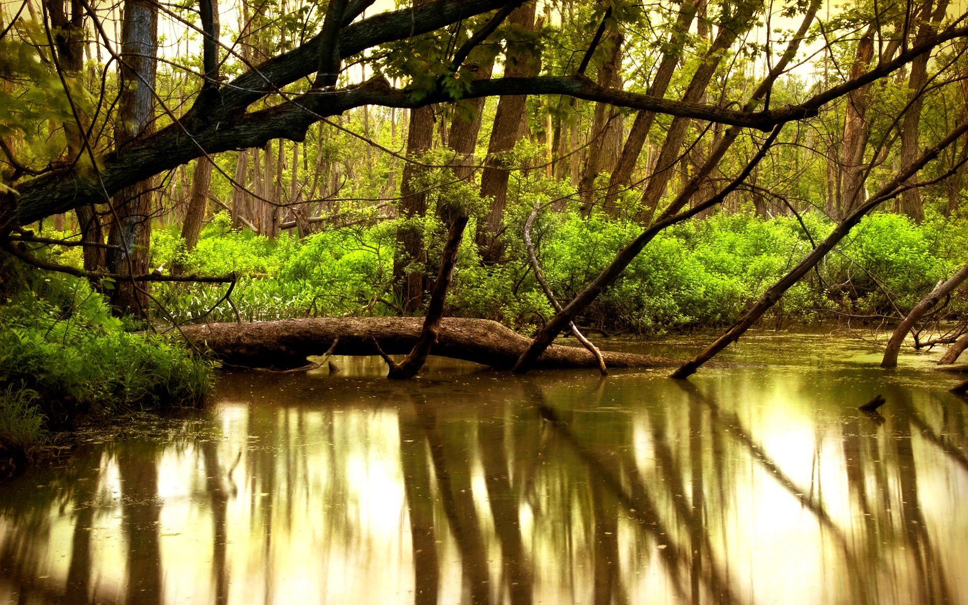 woods, Streams, Hdr, Photography Wallpaper