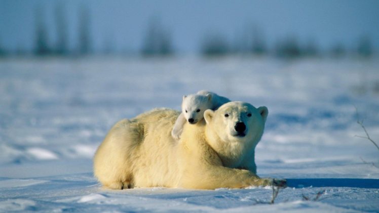 landscapes, Nature, Snow, Animals, Polar, Bears, Baby, Animals HD Wallpaper Desktop Background