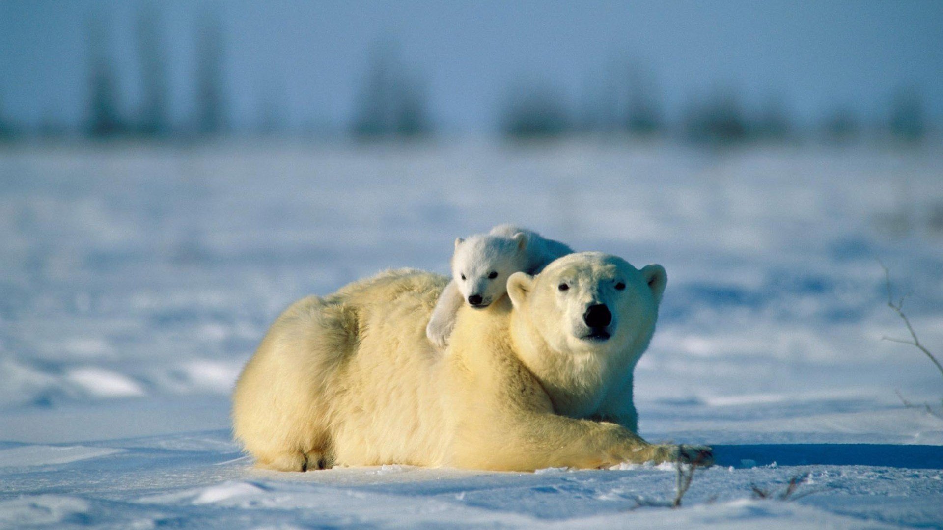 1920x1080 resolution | polar bear and young bear, polar bears, animals, snow, cubs HD wallpaper ...