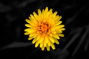 yellow, Dandelion, Flower