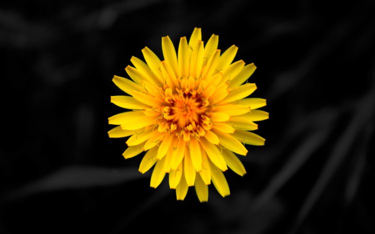 yellow, Dandelion, Flower HD Wallpaper Desktop Background