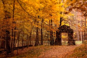 trees, Autumn, Ruins