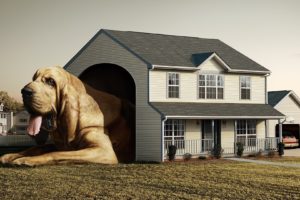 houses, Dogs, Photo, Manipulation