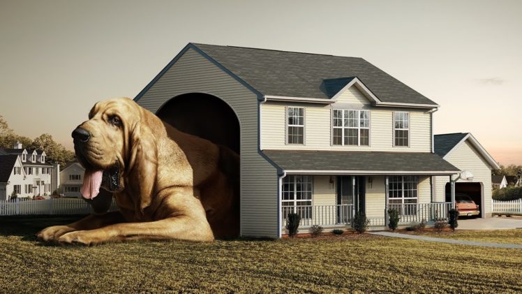 houses, Dogs, Photo, Manipulation HD Wallpaper Desktop Background