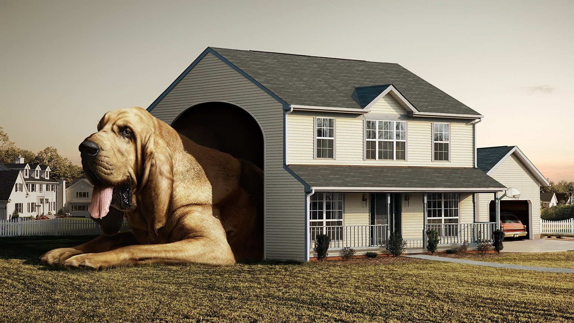 houses, Dogs, Photo, Manipulation Wallpaper