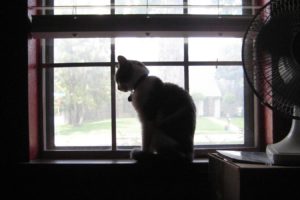 cats, Animals, Window, Panes