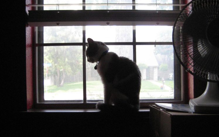 cats, Animals, Window, Panes HD Wallpaper Desktop Background