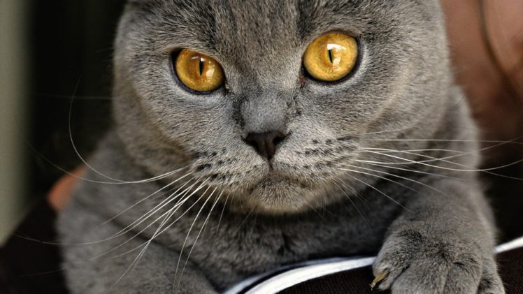 cats, Chartreux HD Wallpaper Desktop Background