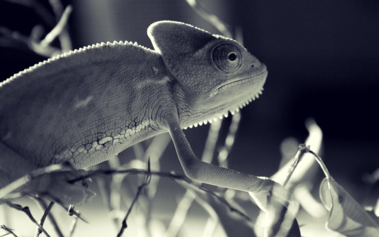 animals, Wildlife, Lizards HD Wallpaper Desktop Background