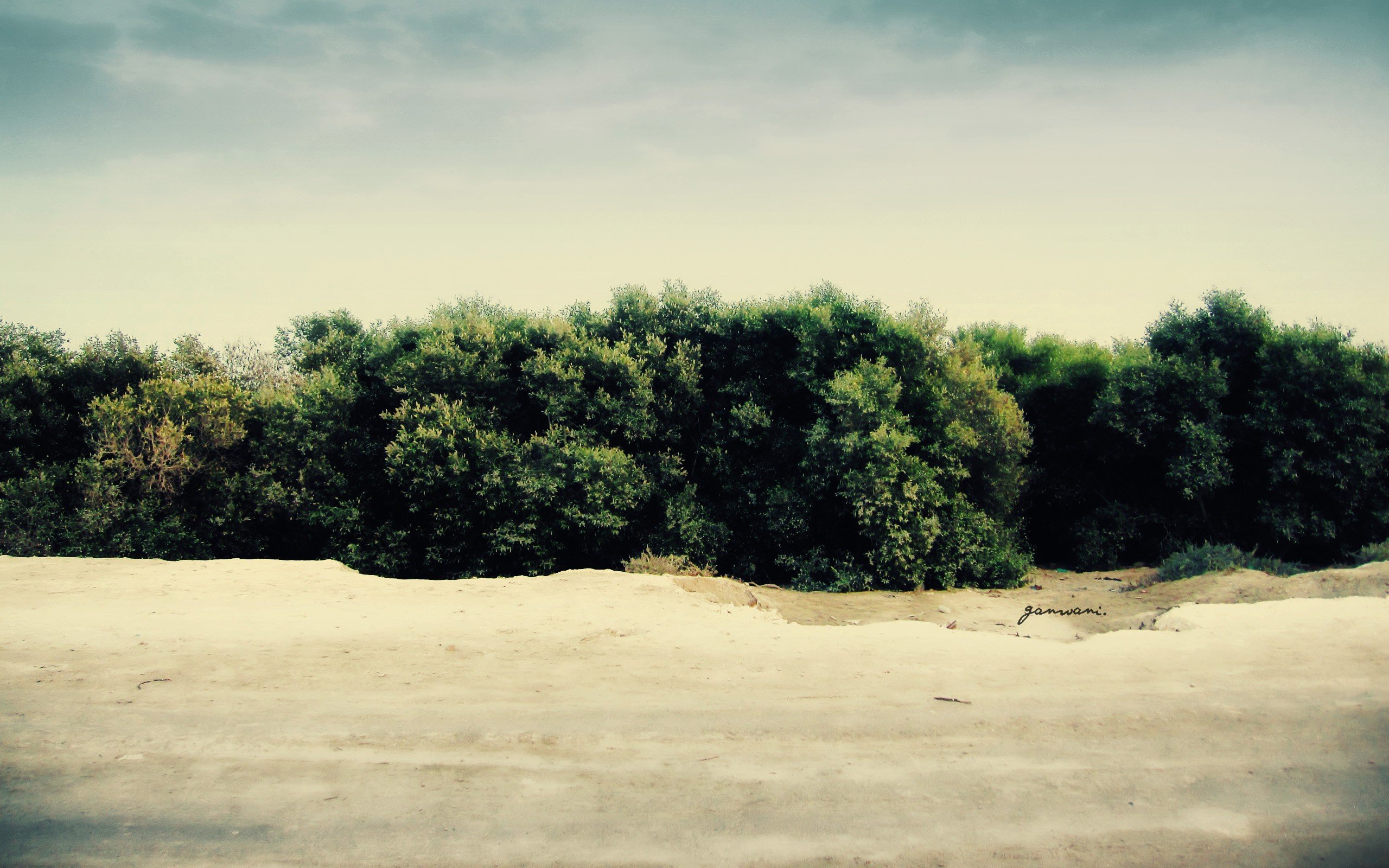 forests Wallpaper